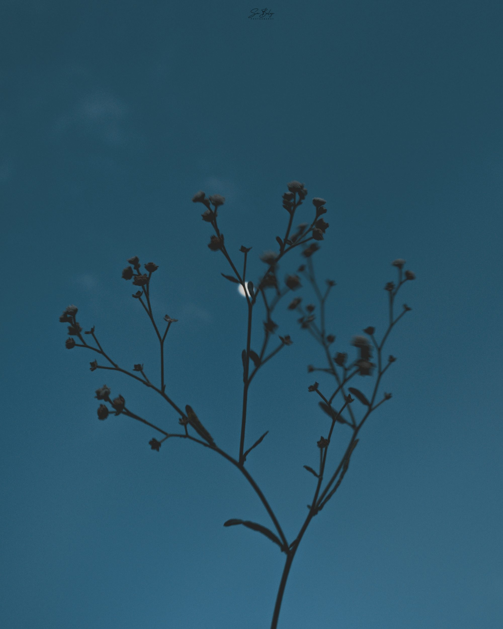 red flower buds under blue sky